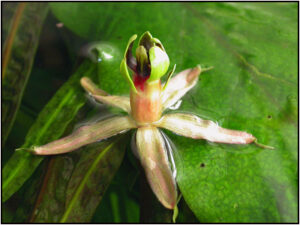 Barclaya longifolia fiore