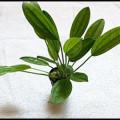 Echinodorus Ozelot green