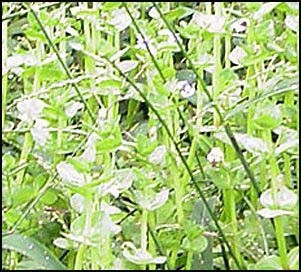 Lindernia rotundifolia