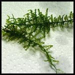 Vesicularia montagnei Christmas Moss