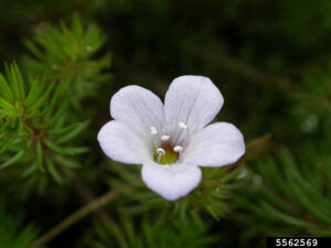 fiore Bacopa myriophylloides