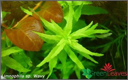 Limnophila sp wavy