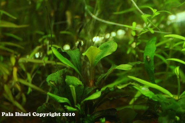 Bucephalandra sp. Motleyana Sintang