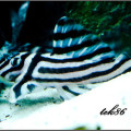 Hypancistrus Zebra