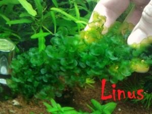 Esperienza sulla coltivazione della Lomariopsis lineata (round pellia)