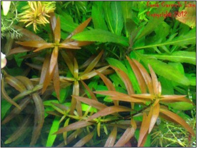 Esperienze di coltivazione Ludwigia X lacustris