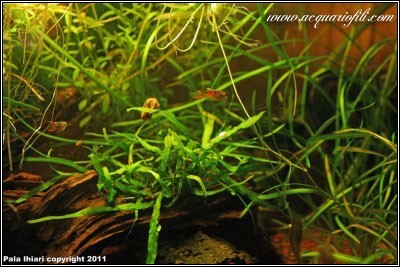 Microsorum Pteropus sp mini nedle leaf