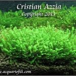 Blepharostoma Tricophyllum - mini rose moss