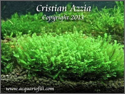 Blepharostoma Tricophyllum - mini rose moss