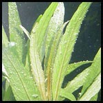 Hygrophila corymbosa angustifolia