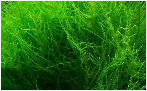Leptodictyum riparium Stringy Moss