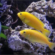 Trio di labidochromis caeruleus