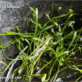 Lilaeopsis carolinensis