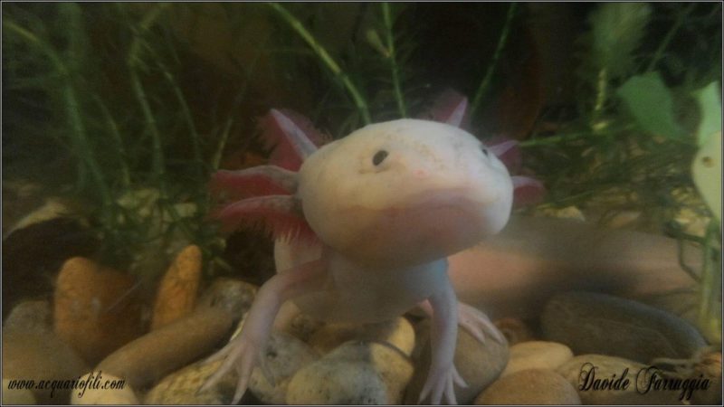 Axolotl ambystoma mexicanum