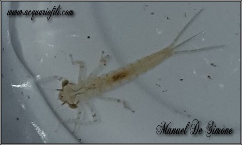 larva di damigella
