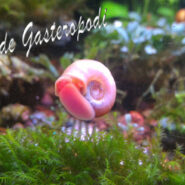 schede Gasteropodi