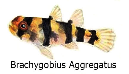 Brachygobius Aggregatus - Il pesce ape
