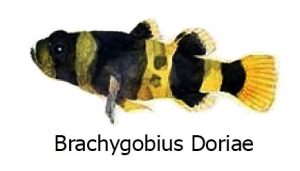 Brachygobius Doriae - Il pesce ape