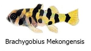 Brachygobius Mekongensis