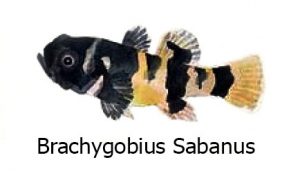 Brachygobius Sabanus - Il pesce ape