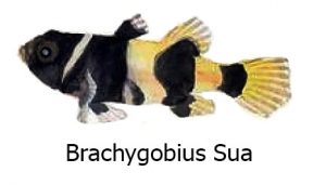 Brachygobius Sua - Il pesce ape