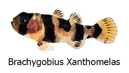 Brachygobius Xanthomelas - Il pesce ape