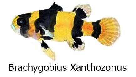 Brachygobius Xanthozonus - Il pesce ape