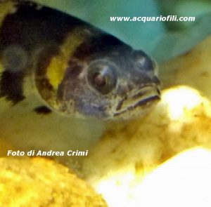 Brachygobius - Il pesce ape