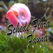 schede flora e fauna2