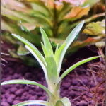 Syngonanthus Caulescens